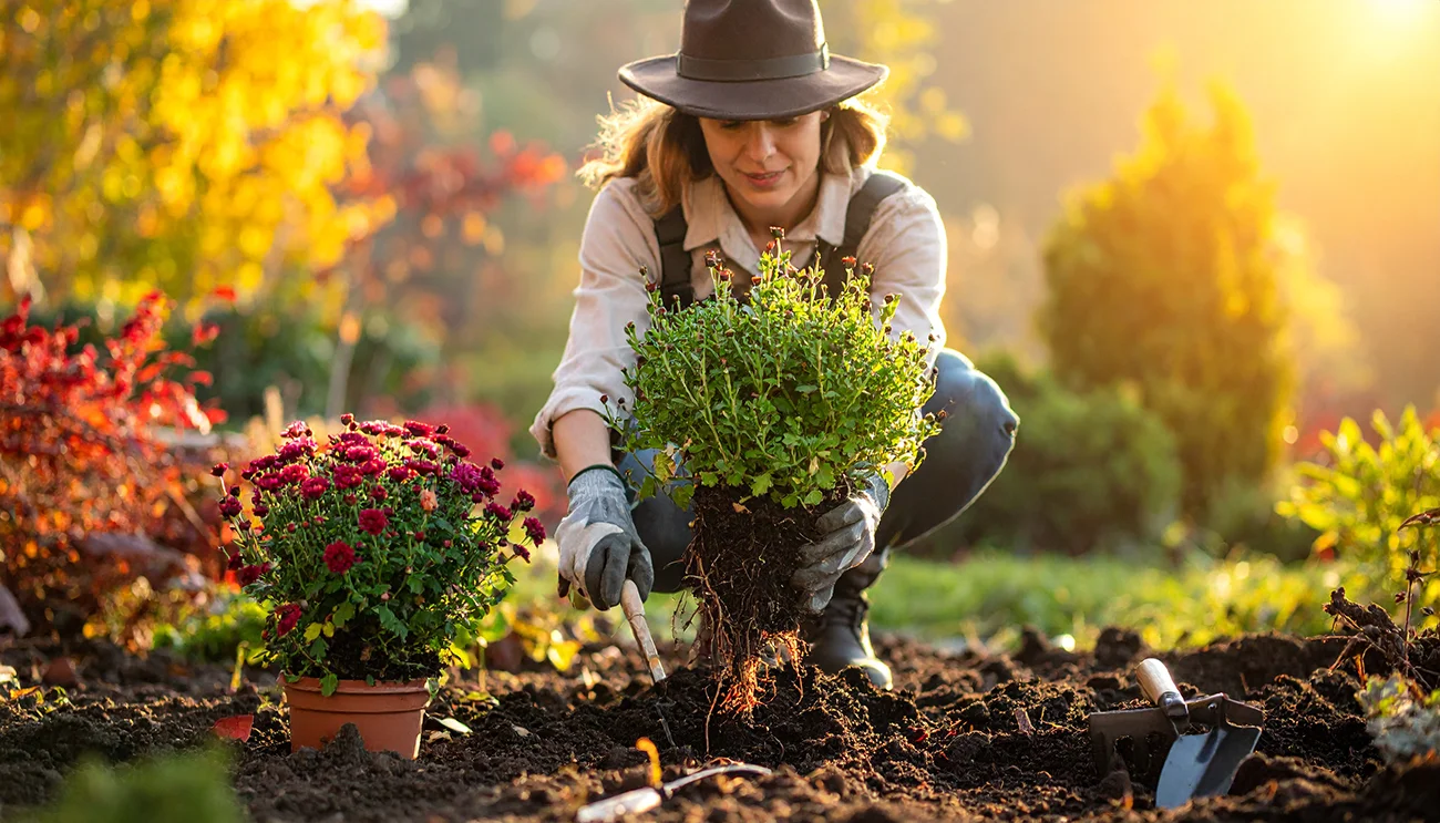 Katere rože so primerne za razmnoževanje z delitvijo jeseni?