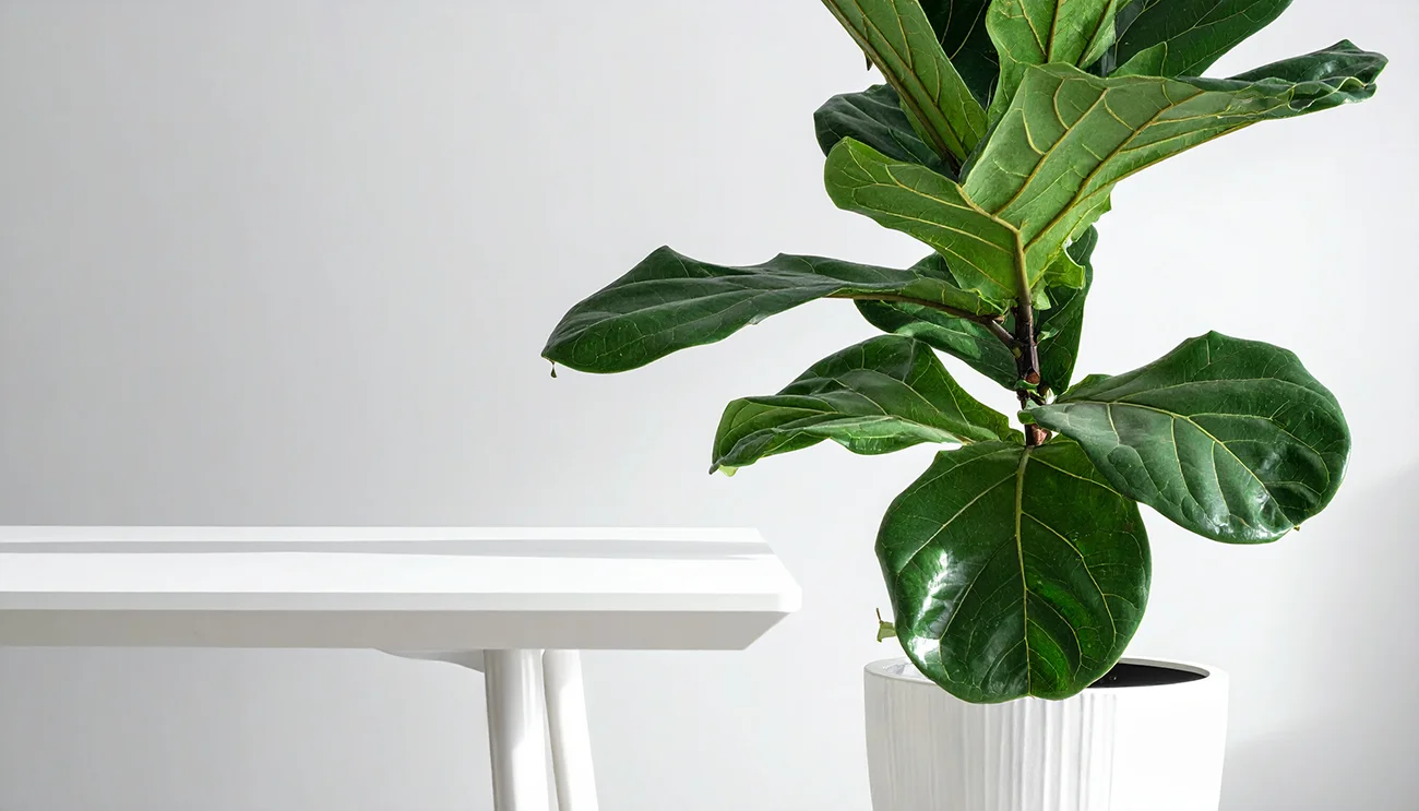 Lirastolisti fikus Ficus lyrata Lirastolisti fikus (Ficus lyrata)