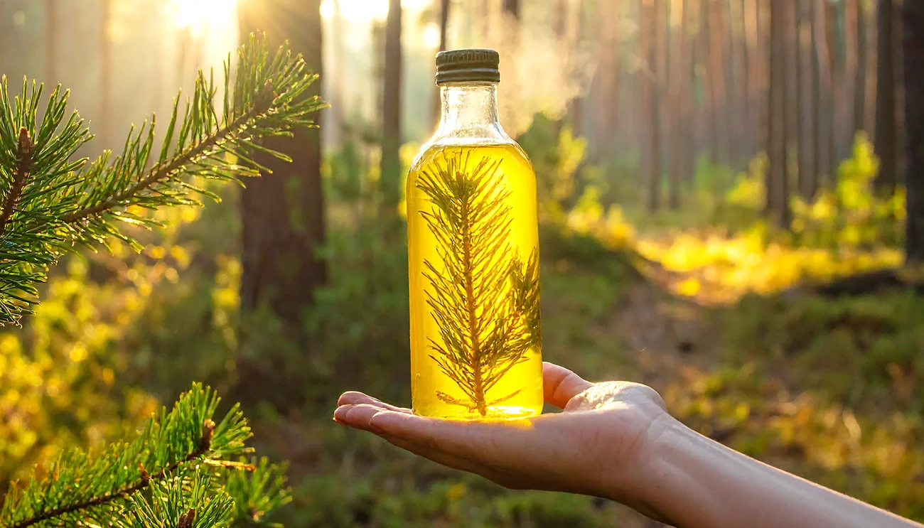 Naravni eliksir iz iglavcev, ki upočasni staranje – Starodavni recept za vitalnost