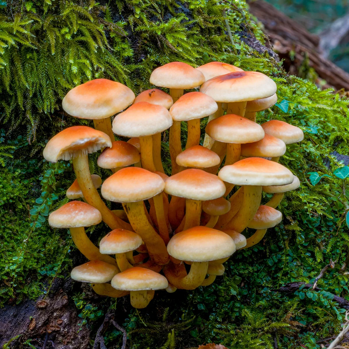 Navadna žveplenjača (Hypholoma fasciculare)
