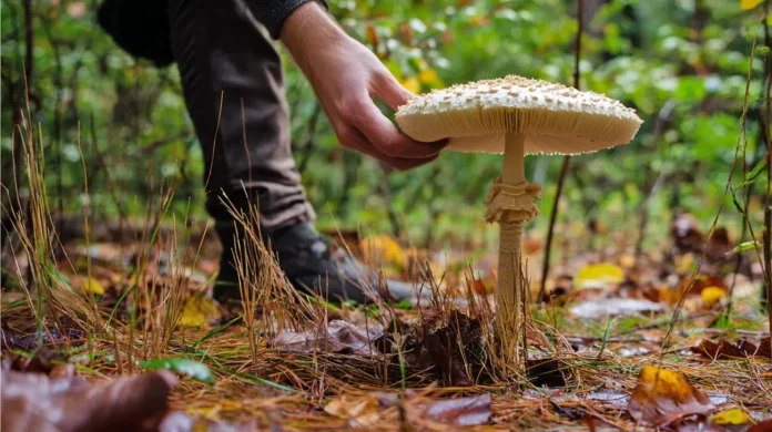 Orjaški dežnik (Macrolepiota procera)