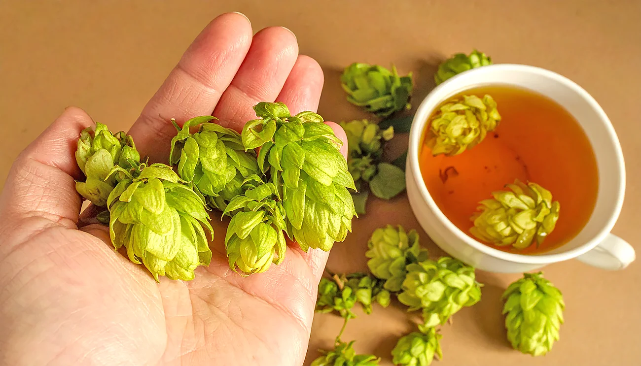 To je rastlina, ki odlično pomaga pri nespečnosti – pozabljeno zelišče za pomiritev in boljši spanec