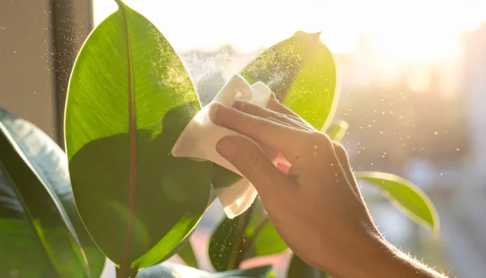 To se zgodi če na listih sobnih rastlin pustite prah predolgo To se zgodi če na listih sobnih rastlin pustite prah predolgo
