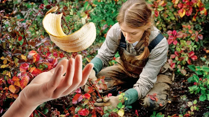 Trik z bananinimi olupki, ki okrepi rastline pred zimo