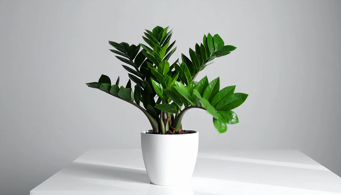 Zamioculcas zamiifolia Zamioculcas zamiifolia