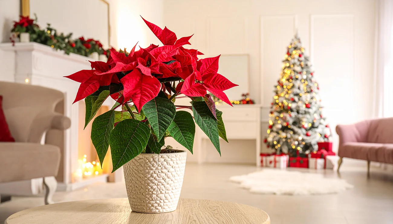 Božična zvezda na praznični mizi