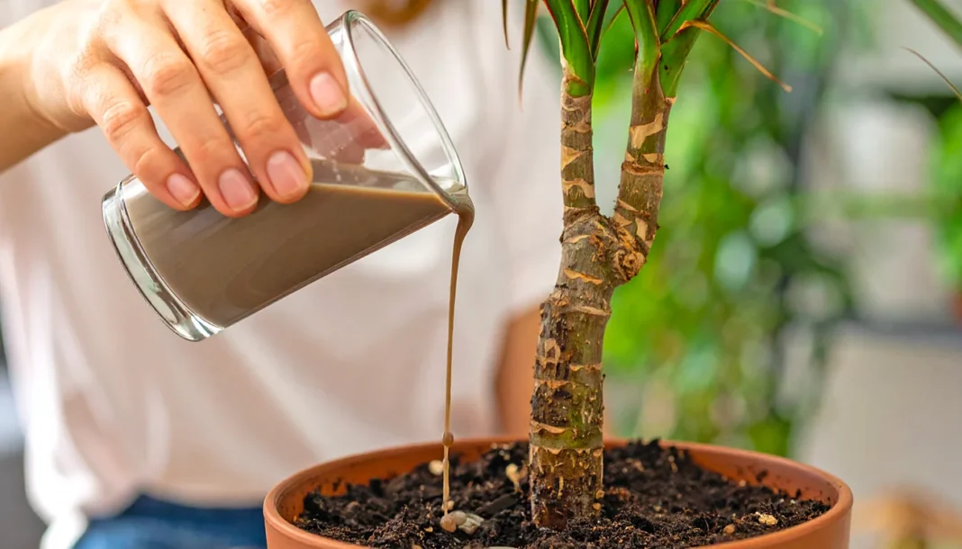 Domači pospeševalci rasti za lončnice iz kuhinjskih odpadkov, ki odlično delujejo