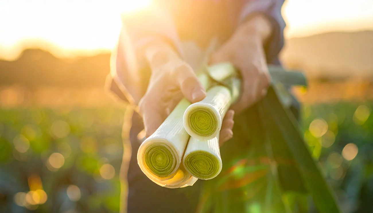 Jesenski por Jesenski por