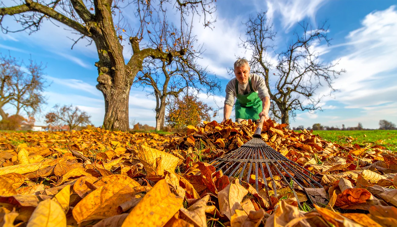 Kaj jeseni narediti z orehovimi listi, ko padejo z drevja? Veliko vrtnarjev naredi to napako