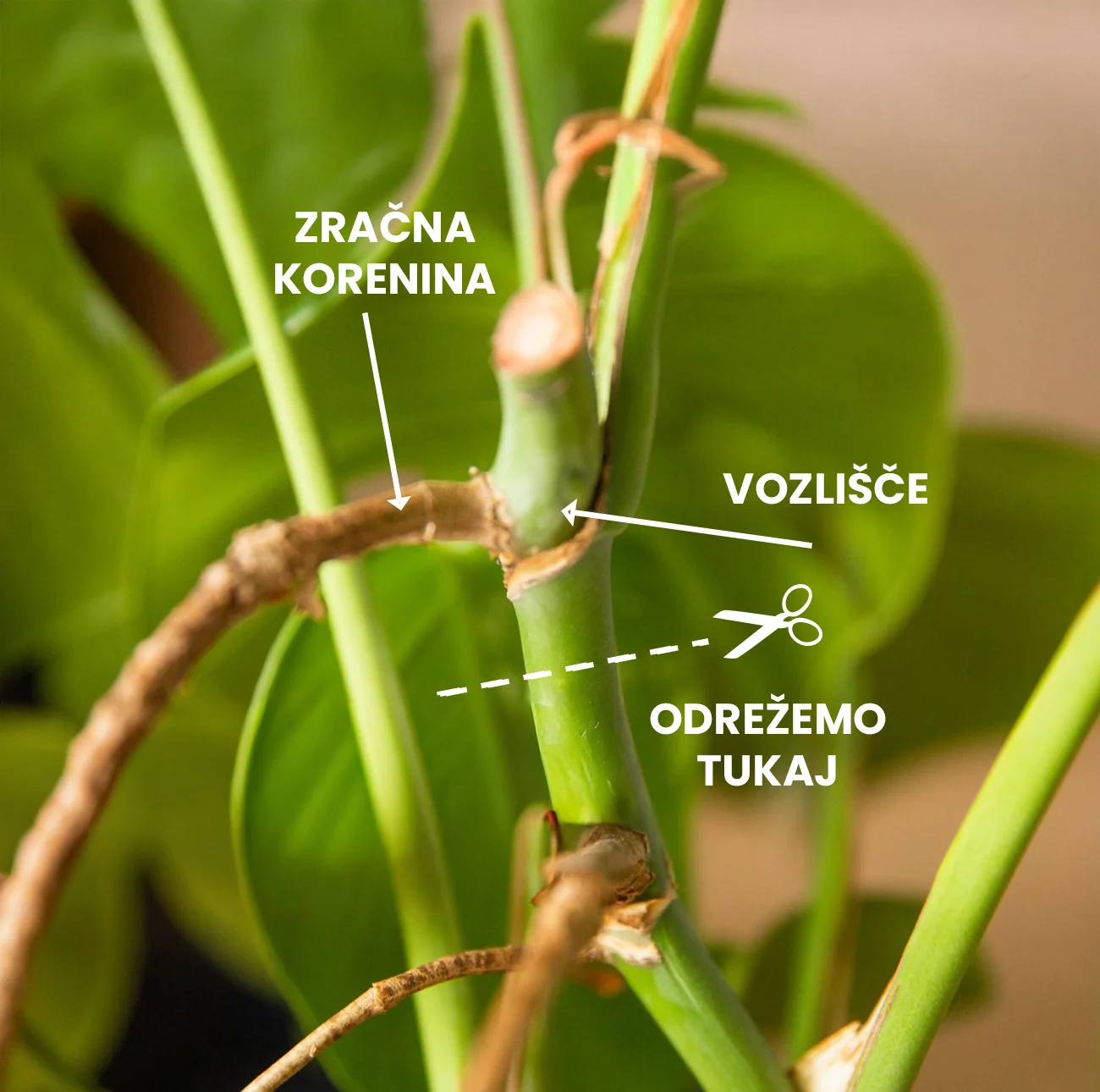 Kako razmnoziti monstero Kako razmnožiti monstero