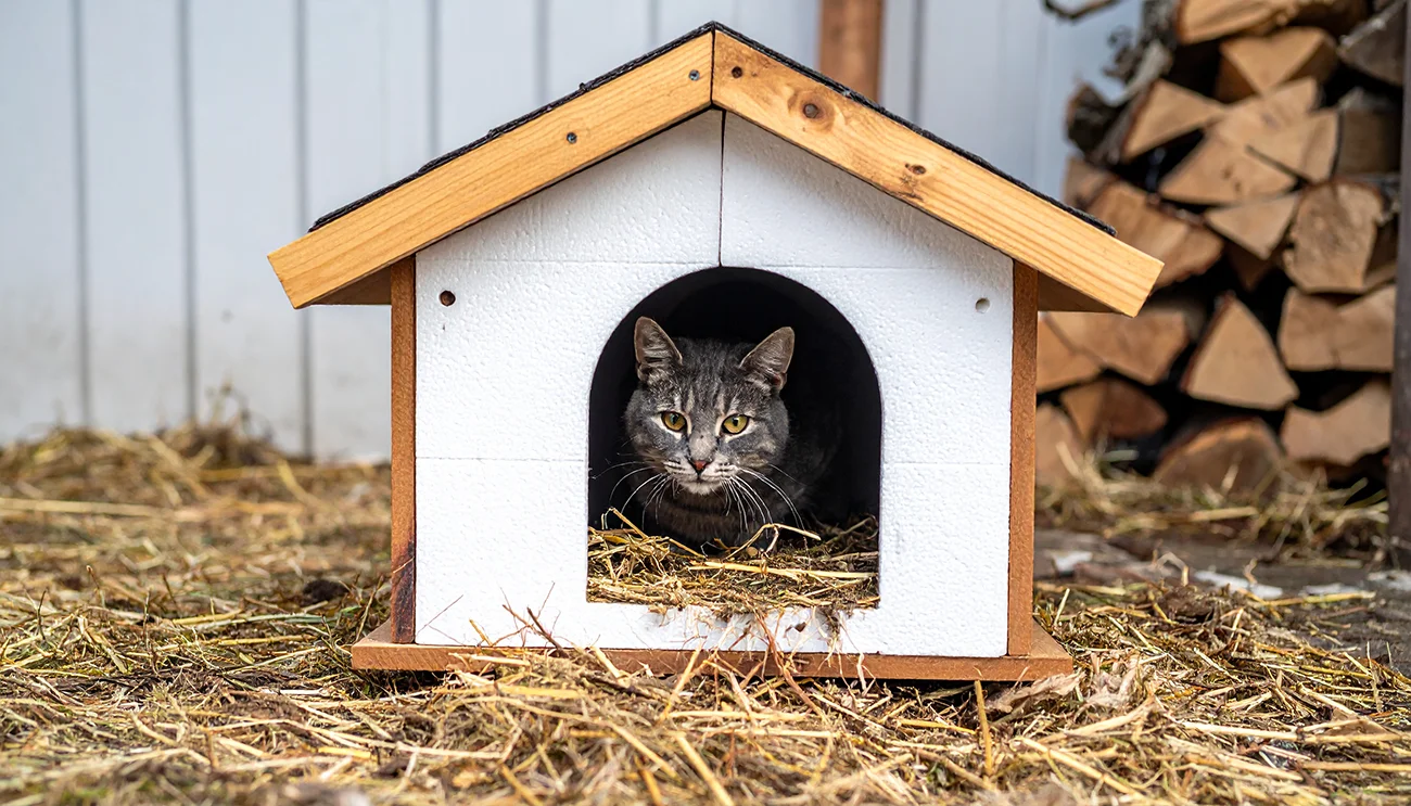 Kako urediti varen topel prostor za zunanjo macko Kako urediti varen, topel prostor za zunanjo mačko