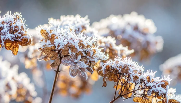 Kako zaščititi hortenzije pred zmrzaljo