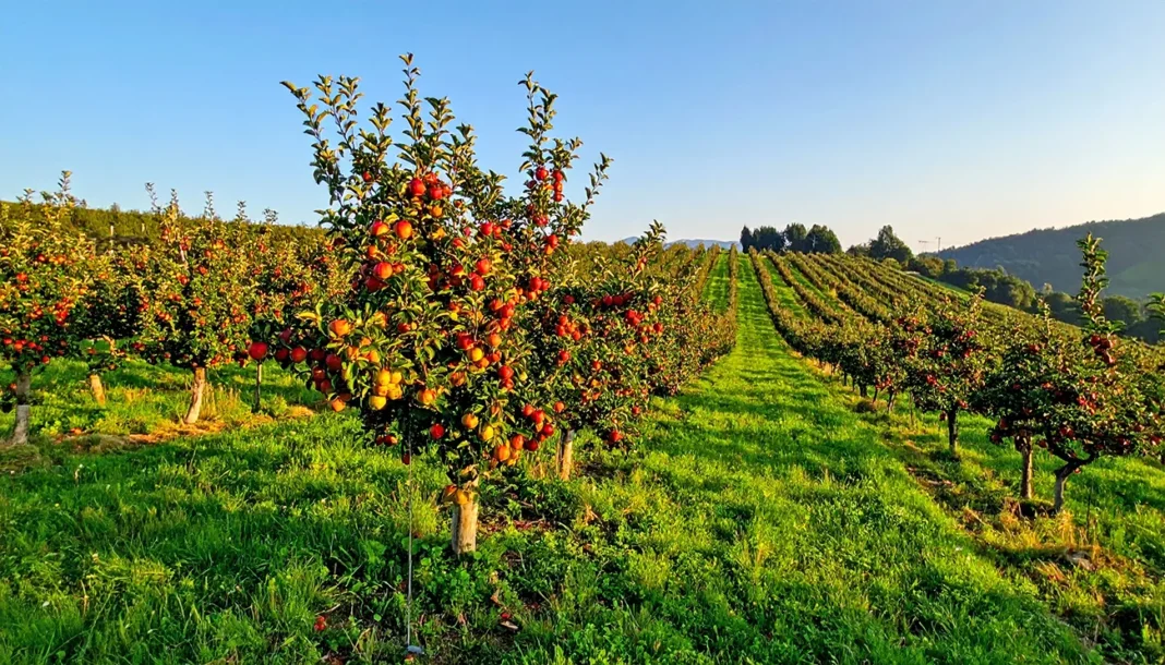 Najbolj odporne sorte jablan za slovenske vrtove - Za zdravo letino brez škropljenja