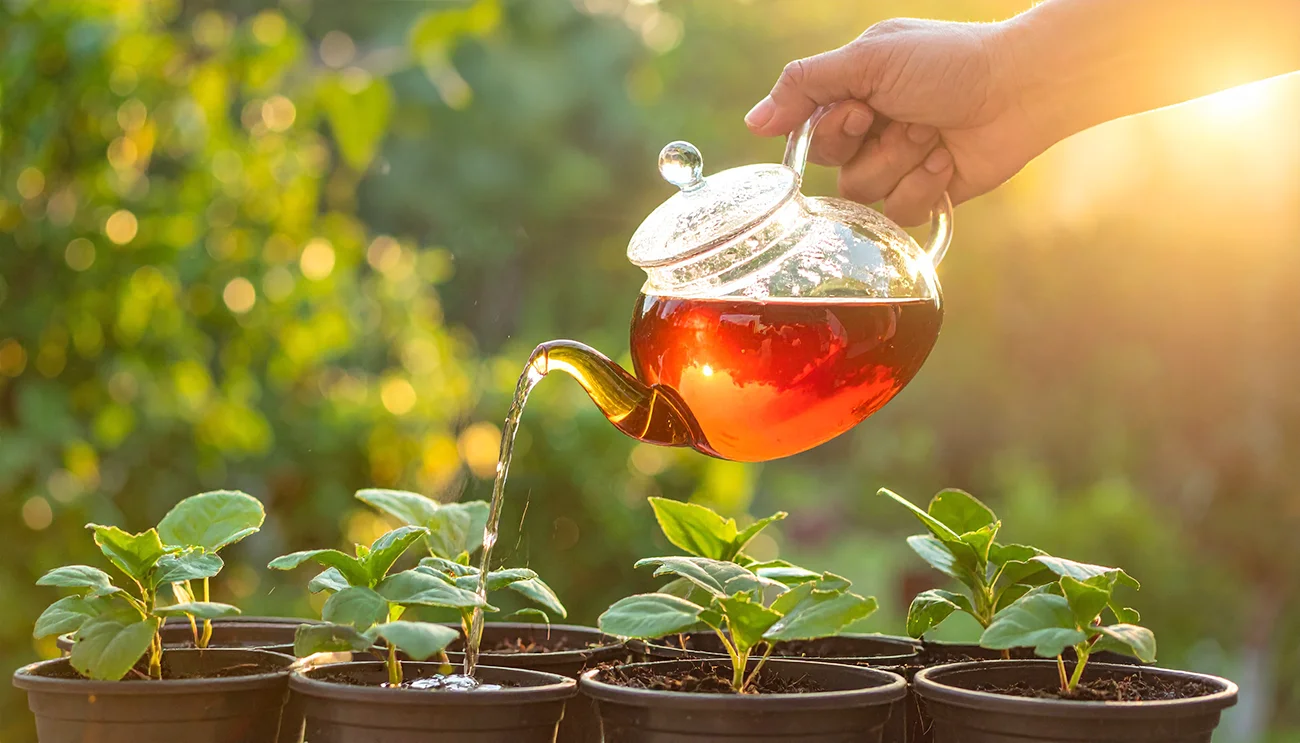 Ne zlivajte ga stran: Ostanki čaja so lahko idealno gnojilo za rastline