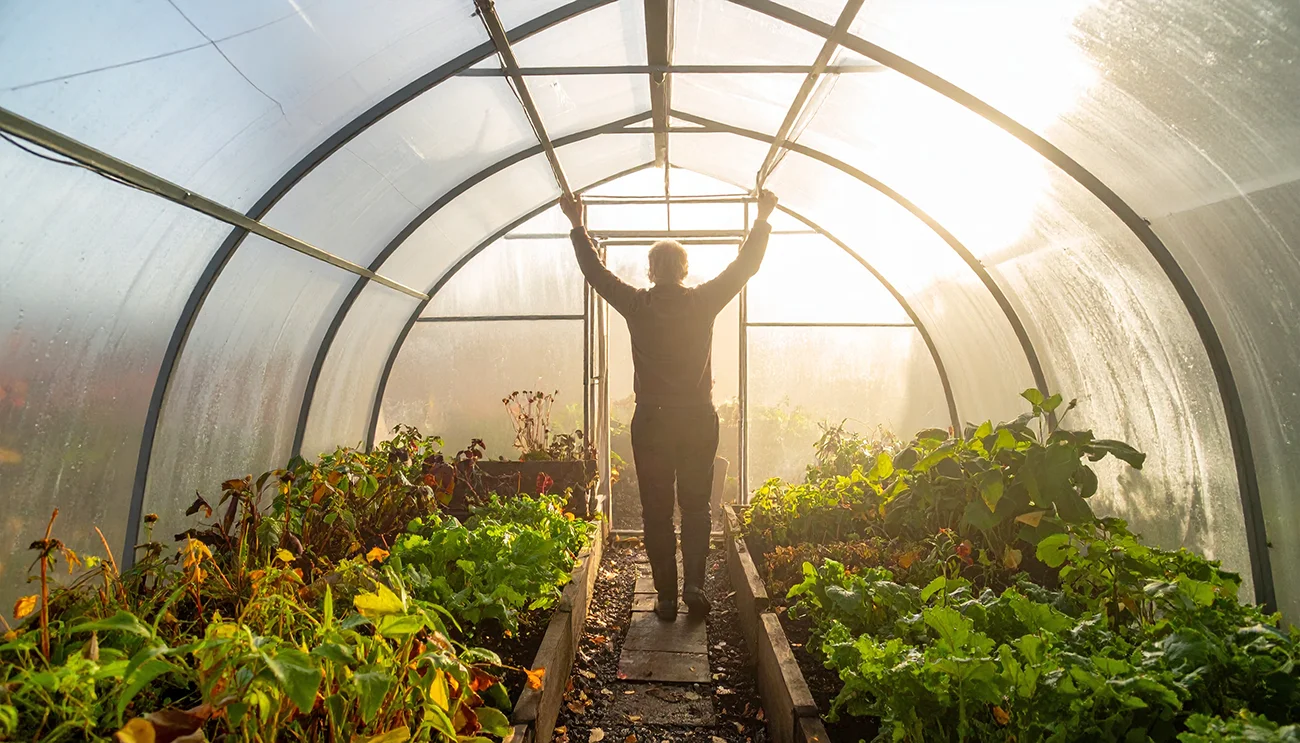 Po jesenskem dežju naredite to: Trik, ki prepreči plesen v rastlinjaku