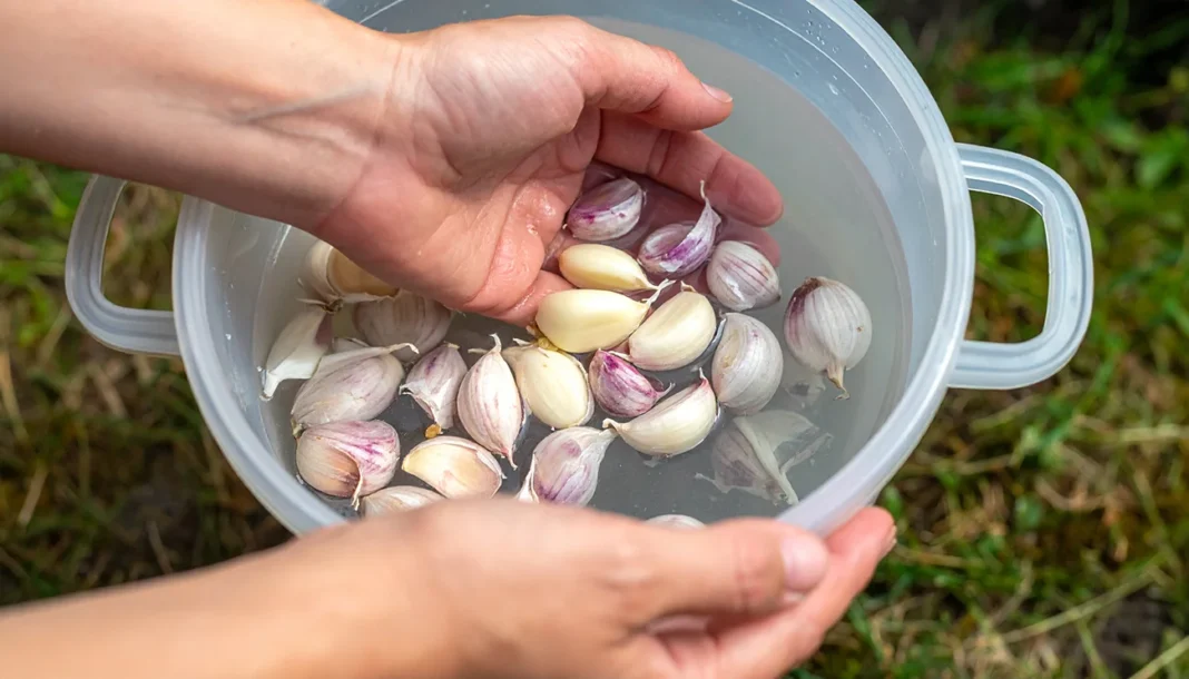 S tem naravnim trikom bo vaš jesenski česen bolje rastel