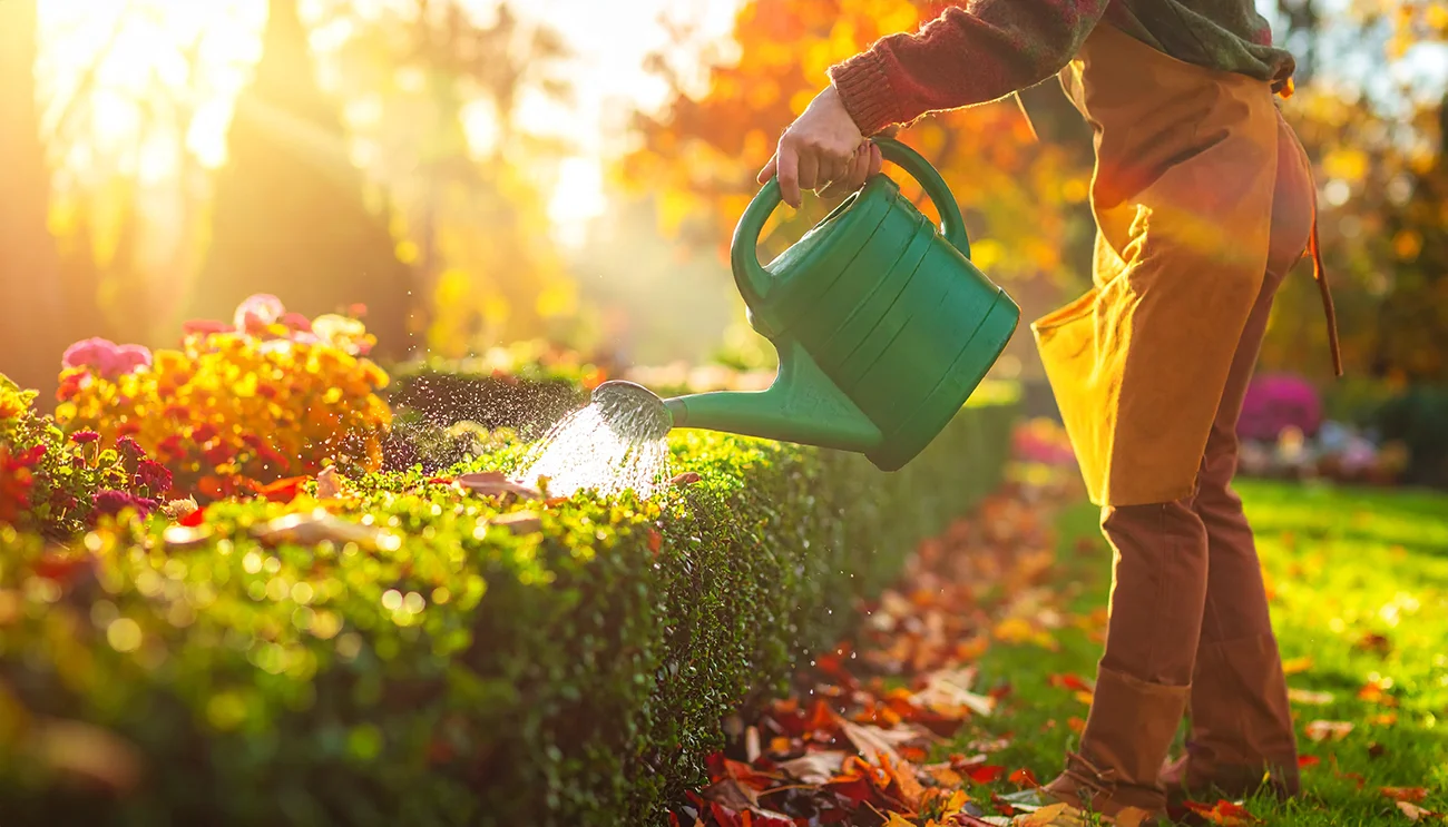 To jeseni naredite z živo mejo Trik, ki prepreči rjave vrhove in zimsko izsuševanje