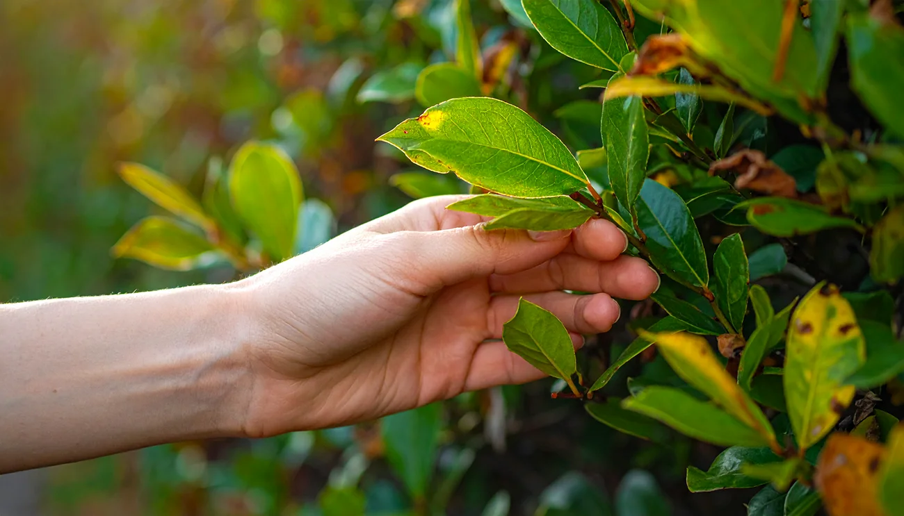 To jeseni naredite z živo mejo: Trik, ki prepreči rjave vrhove