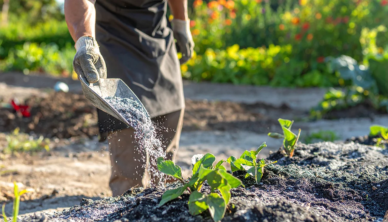 Zakaj pametni vrtnarji jeseni dodajajo to sestavino v zemljo: Stari trik za rodovitna tla