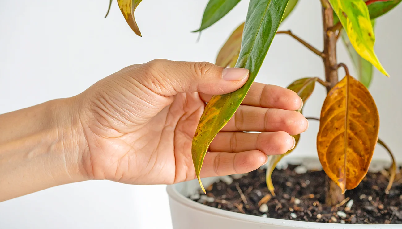 Zakaj se jeseni susijo konice listov sobnih rastlin Zakaj se jeseni sušijo konice listov sobnih rastlin