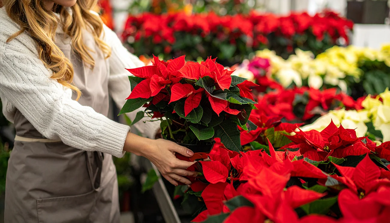 Zato božična zvezda oveni po praznikih: Najpogostejša napaka pri nakupu