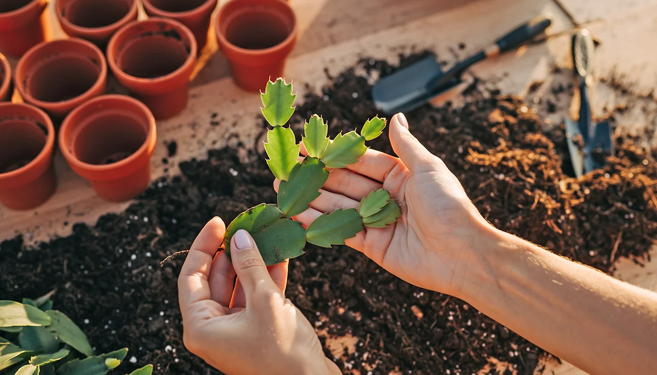 Bozicni kaktus lahko razmnozujemo s podtaknjenci Božični kaktus lahko razmnožujemo s podtaknjenci