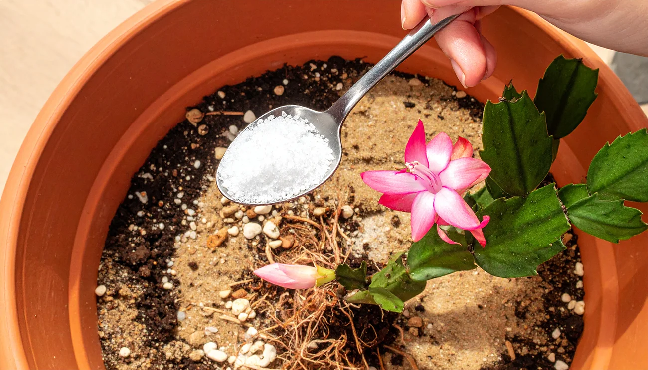 Kako oživiti božični kaktus in ga spodbuditi k bogatemu cvetenju