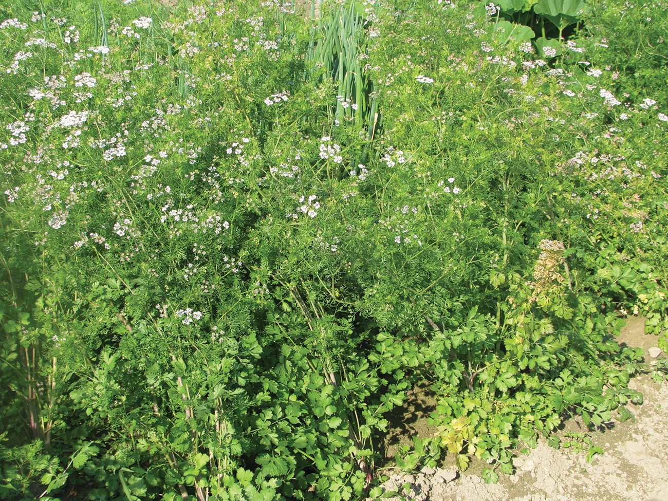 Koriander ali kitajski peteršilj 