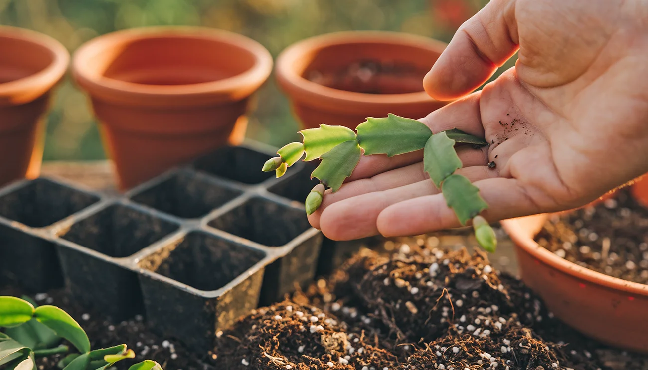 Razmnoževanje božičnega kaktusa: Najlažja metoda, ki vedno uspe