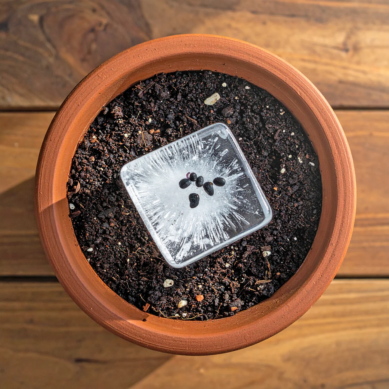 Kako pripraviti ledene kocke s semeni