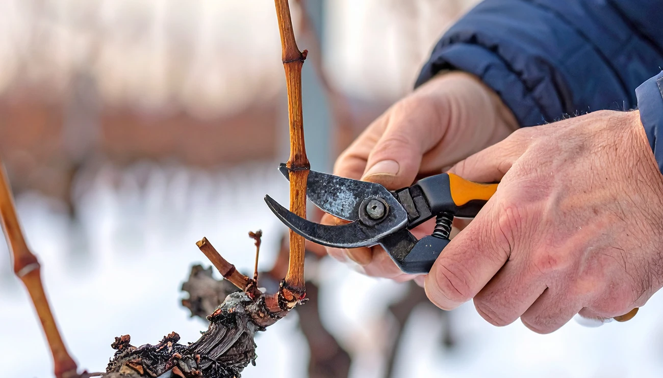 Obrezovanje vinske trte januarja: Napaka, ki jo mnogi opazijo šele poleti