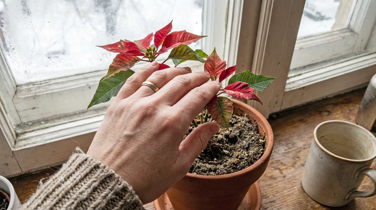 Večina božičnih zvezd januarja propade