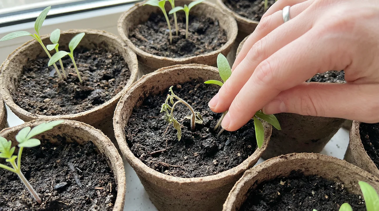 Zakaj moje sadike propadejo že po nekaj dneh?