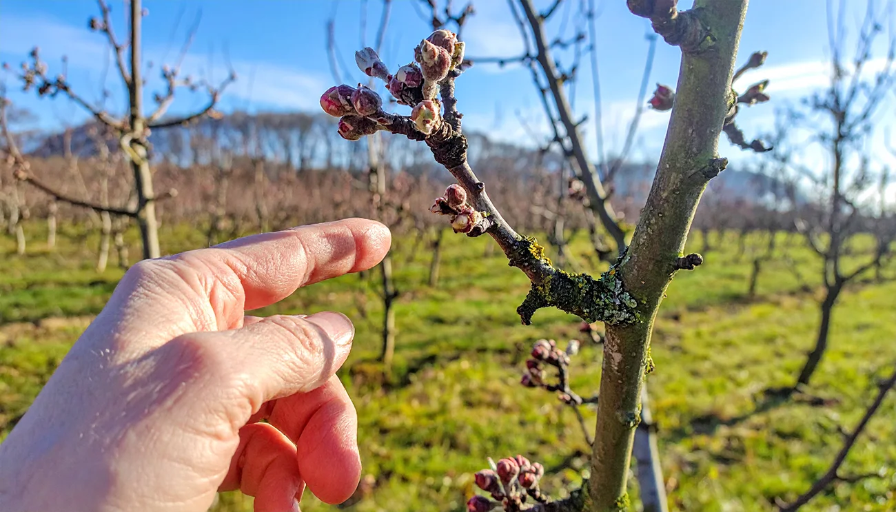 Ta zimski znak na drevesih razkrije, kako bodo naslednjo sezono rodila