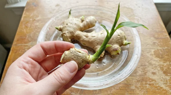 Gojenje ingverja v vodi Preprosta metoda za gojenje ingverja v vodi