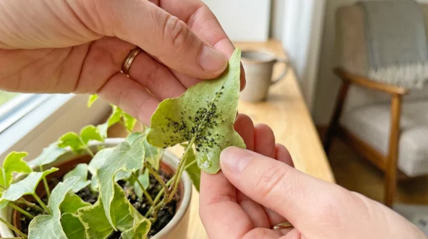 Kako se znebiti listnih usi na sobnih rastlinah Kako se znebiti listnih uši na sobnih rastlinah?