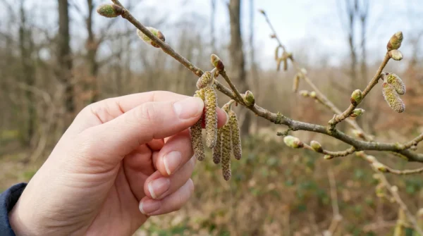 Leskove macice Pozabljeni pomladni zaklad iz narave Leskove mačice: Pozabljeni pomladni zaklad iz narave