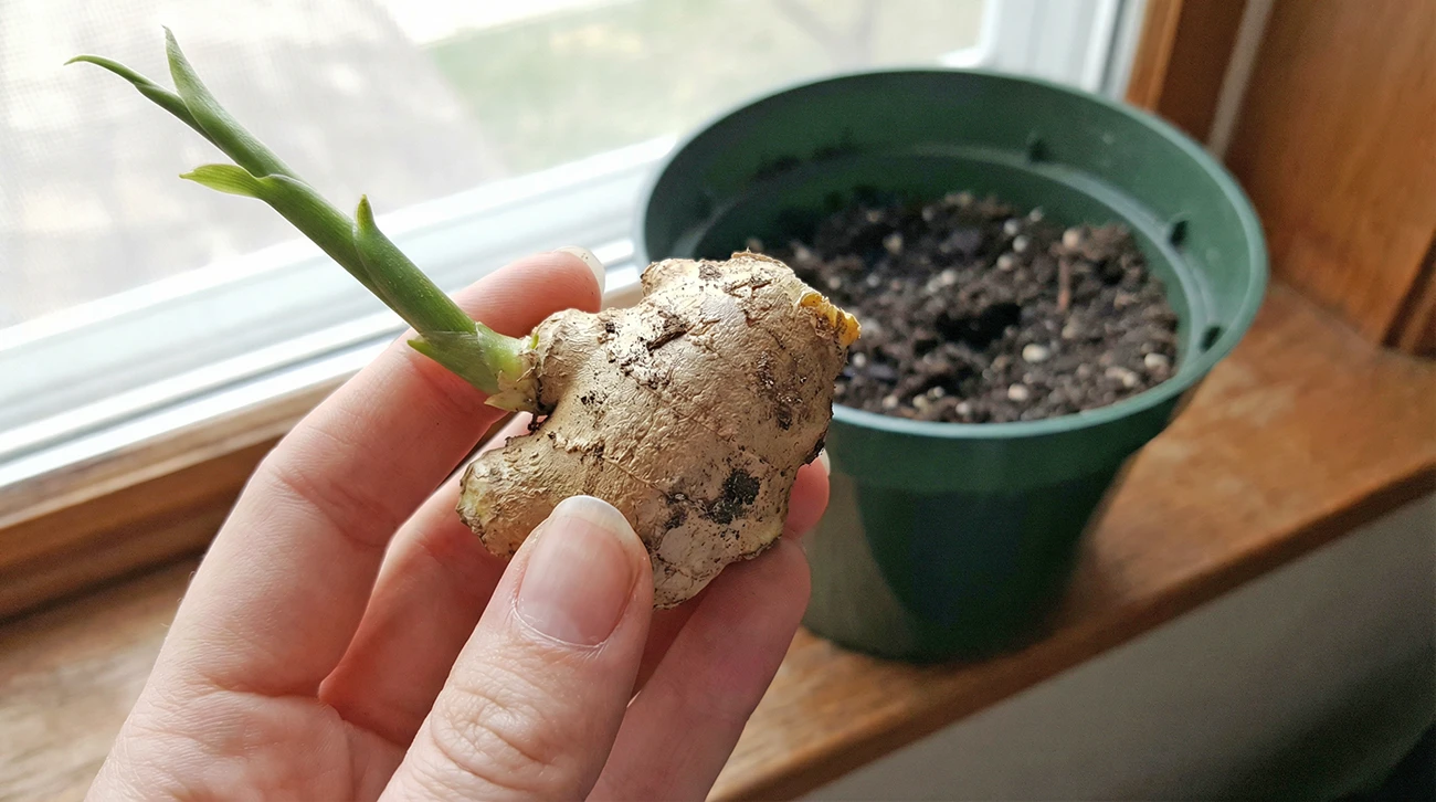 Presajanje ingverja v zemljo