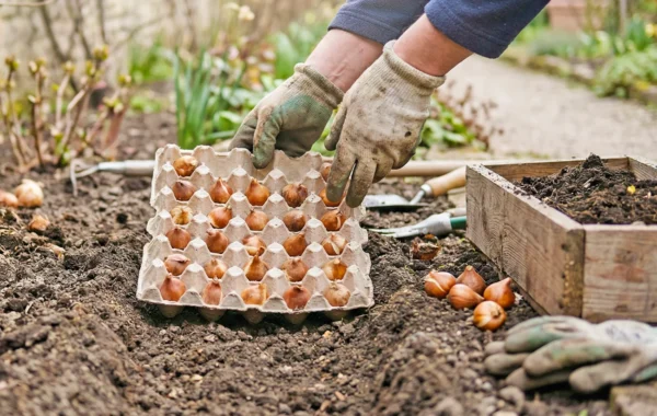 Sajenje tulipanov v kartonaste podstavke za jajca Sajenje tulipanov v kartonaste podstavke za jajca