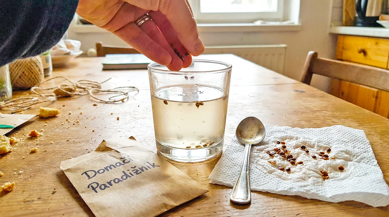 Test semen paradižnika s slano vodo