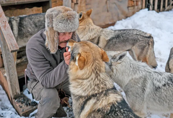 Upokojil se je in zapustil mesto – Danes zivi s krdelom volcjih psov dalec od ljudi Upokojil se je in zapustil mesto in dom – Danes živi s krdelom volčjih psov daleč od ljudi