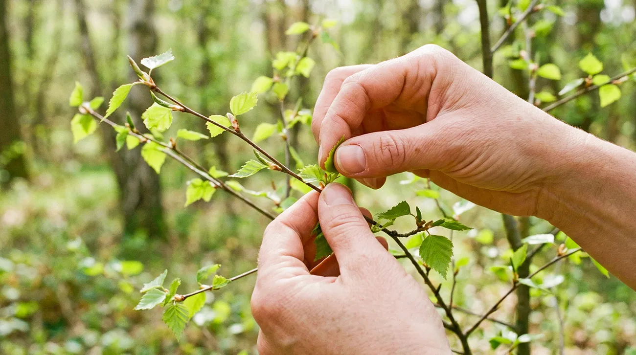 Iz mladih listov breze lahko naredite napitek, ki podpira izločanje vode