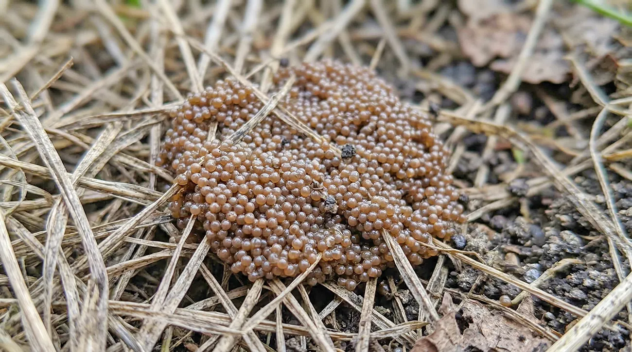 Če na vrtu opazite te drobne kroglice, takoj ukrepajte