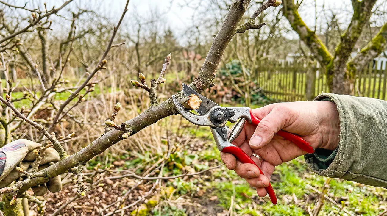 Kako pravilno obrezati sadno drevje spomladi?