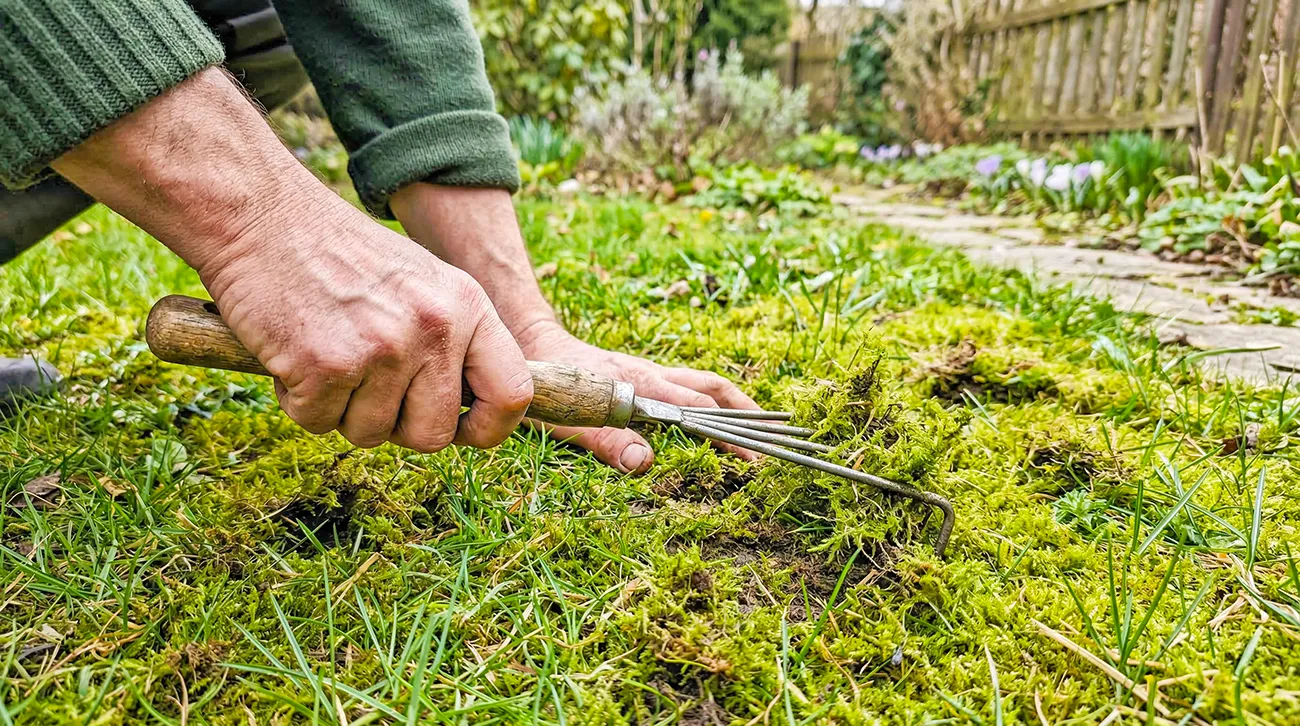 Kako se znebiti mahu v trati po koncu zime
