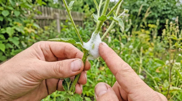 Kukavicji pljunek kaj pomeni bela pena na rastlinah Ta bela pena na rastlinah ni to, kar mislite