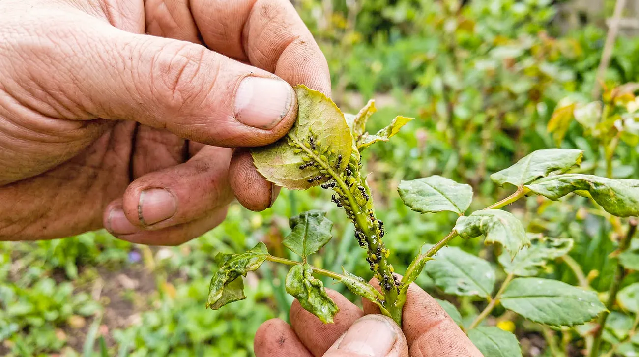Mravlje in listne uši: Zakaj je ta kombinacija nevarna za vaš vrt