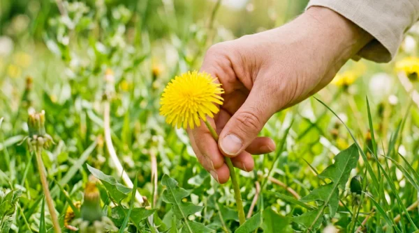 Regrat ni samo za solato Regrat ni samo za solato: To so načini uporabe, ki jih večina ne pozna