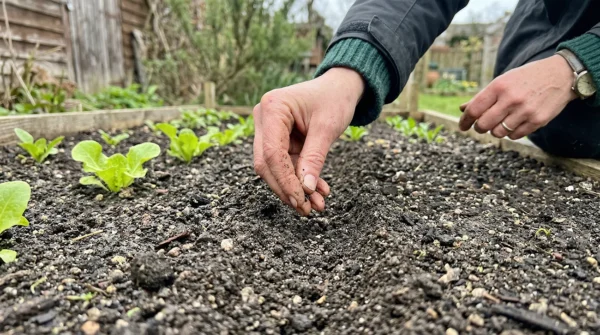 Zgodnje setve brez tveganja Zgodnje setve brez tveganja: Špinača, rukola, grah, bob in solate