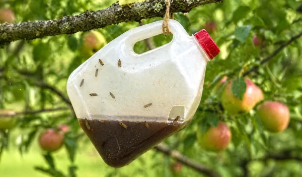 Kako zascititi jabolka pred crvi brez kemikalij Jabolka brez črvov in kemikalij: Preprost trik, ki ga vrtnarji uporabljajo že leta